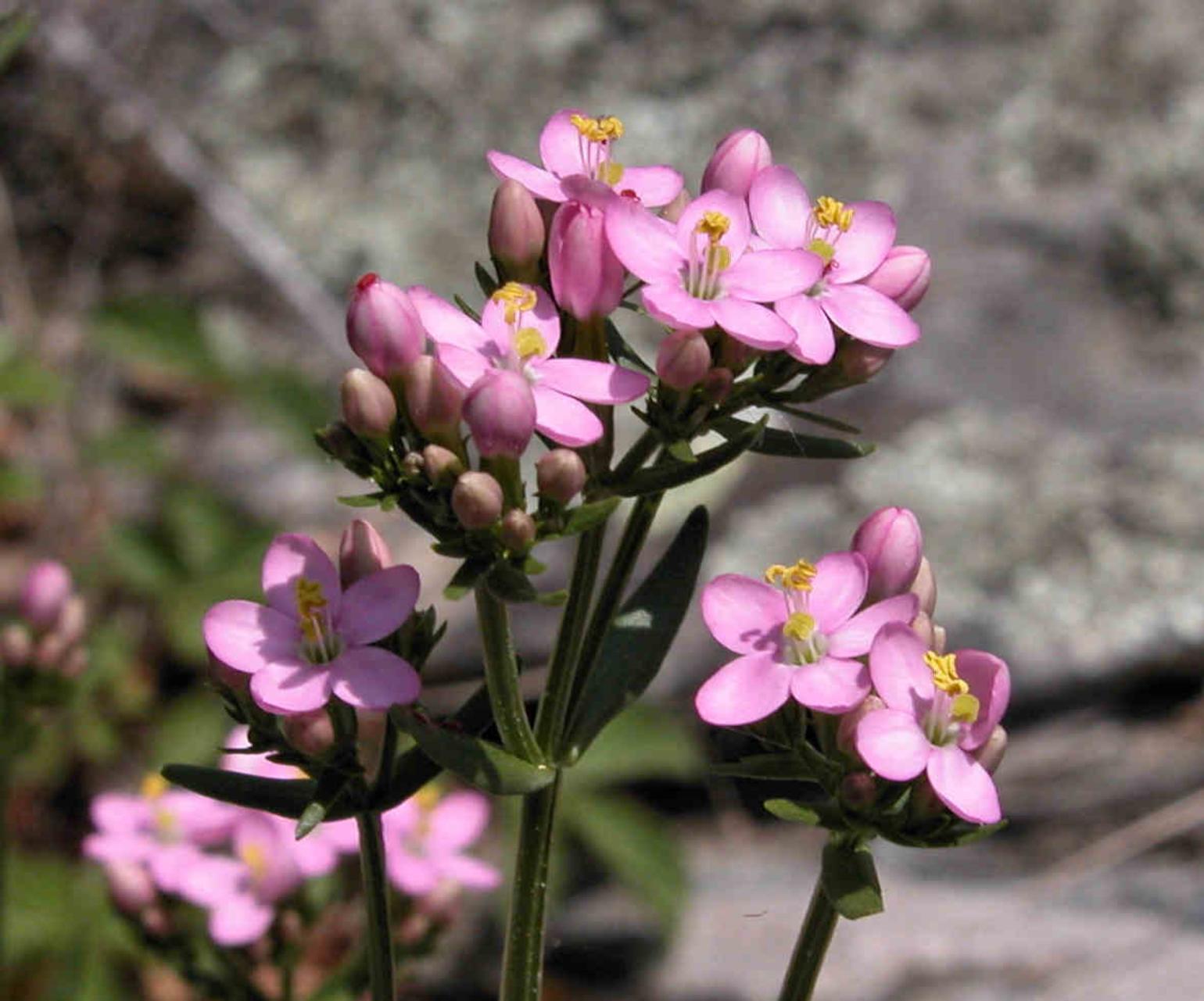 Centaury, Common